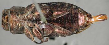 Media type: image;   Entomology 35063 Aspect: habitus ventral view